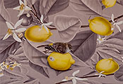 Lemon 'Twixt