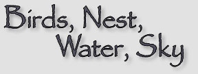 Birds, Nest, Water, Sky