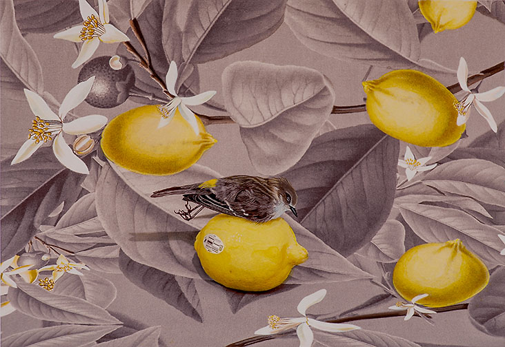 Lemon 'Twixt